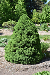 Dwarf Alberta Spruce (Picea glauca 'Conica') at Sargent's Nursery