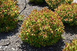 Double Play Big Bang Spirea (Spiraea 'Tracy') at Sargent's Nursery