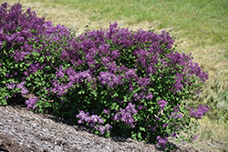 Bloomerang Dark Purple Lilac (Syringa 'SMSJBP7') at Sargent's Nursery