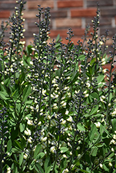 Decadence Vanilla Cream False Indigo (Baptisia 'Vanilla Cream') at Sargent's Nursery