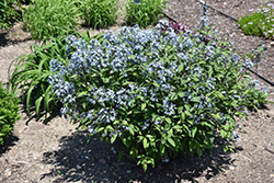 Storm Cloud Bluestar (Amsonia tabernaemontana 'Storm Cloud') at Sargent's Nursery