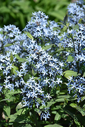 Storm Cloud Bluestar (Amsonia tabernaemontana 'Storm Cloud') at Sargent's Nursery