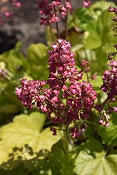 Timeless Glow Coral Bells (Heuchera 'Timeless Glow') at Sargent's Nursery