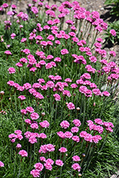 Bloodstone Sea Thrift (Armeria maritima 'Bloodstone') at Sargent's Nursery