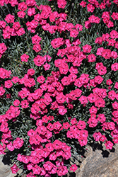 Paint The Town Red Pinks (Dianthus 'Paint The Town Red') at Sargent's Nursery