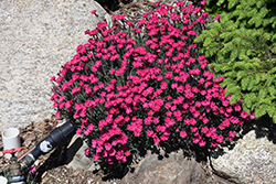 Paint The Town Red Pinks (Dianthus 'Paint The Town Red') at Sargent's Nursery