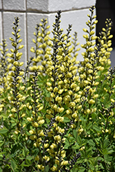 American Goldfinch False Indigo (Baptisia 'American Goldfinch') at Sargent's Nursery