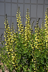 American Goldfinch False Indigo (Baptisia 'American Goldfinch') at Sargent's Nursery