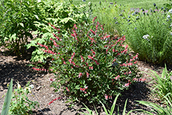 Valentine Bleeding Heart (Dicentra spectabilis 'Hordival') at Sargent's Nursery