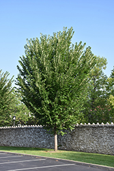 Princeton Elm (Ulmus americana 'Princeton') at Sargent's Nursery