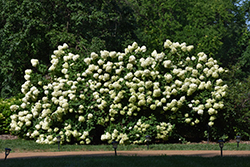 Limelight Hydrangea (Hydrangea paniculata 'Limelight') at Sargent's Nursery
