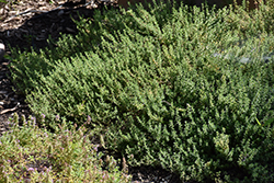 Common Thyme (Thymus vulgaris) at Sargent's Nursery