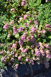 Kirigami Oregano (Origanum 'Kirigami') at Sargent's Nursery