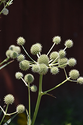 Rattlesnake Master (Eryngium yuccifolium) at Sargent's Nursery
