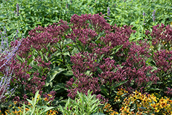 Euphoria Ruby Joe Pye Weed (Eupatorium purpureum 'FLOREUPRE1') at Sargent's Nursery