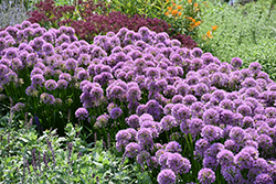 Millenium Ornamental Onion (Allium 'Millenium') at Sargent's Nursery