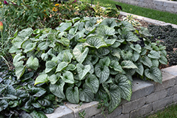 Alexander's Great Bugloss (Brunnera macrophylla 'Alexander's Great') at Sargent's Nursery