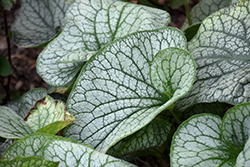 Alexander's Great Bugloss (Brunnera macrophylla 'Alexander's Great') at Sargent's Nursery