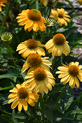 Sombrero Granada Gold Coneflower (Echinacea 'Balsomold') at Sargent's Nursery