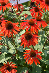 Sombrero Sangrita Coneflower (Echinacea 'Balsomanita') at Sargent's Nursery