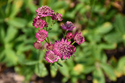 Venice Masterwort (Astrantia major 'Venice') at Sargent's Nursery