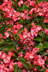 Whopper Rose Green Leaf Begonia (Begonia 'Whopper Rose Green Leaf') at Sargent's Nursery