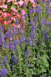 Fashionista Midnight Model Sage (Salvia 'Midnight Model') at Sargent's Nursery