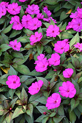 SunPatiens Compact Purple New Guinea Impatiens (Impatiens 'SAKIMP037') at Sargent's Nursery