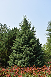 Black Hills Spruce (Picea glauca var. densata) at Sargent's Nursery