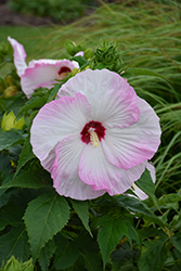 Summerific Ballet Slippers Hibiscus (Hibiscus 'Ballet Slippers') at Sargent's Nursery