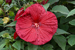 Vintage Wine Hibiscus (Hibiscus 'Vintage Wine') at Sargent's Nursery