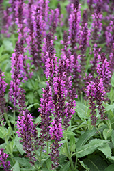 Bumbleberry Meadow Sage (Salvia nemorosa 'Bumbleberry') at Sargent's Nursery