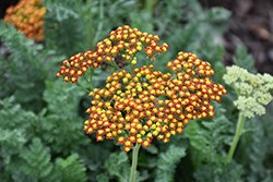 Sassy Summer Sunset Yarrow (Achillea 'Sassy Summer Sunset') at Sargent's Nursery