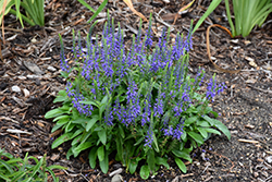 Magic Show Wizard of Ahhs Speedwell (Veronica 'Wizard of Ahhs') at Sargent's Nursery