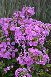 Fashionably Early Flamingo Garden Phlox (Phlox 'Fashionably Early Flamingo') at Sargent's Nursery