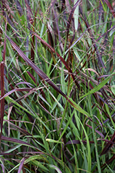 Cheyenne Sky Switch Grass (Panicum virgatum 'Cheyenne Sky') at Sargent's Nursery