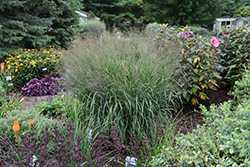 Prairie Winds Apache Rose Switch Grass (Panicum virgatum 'Apache Rose') at Sargent's Nursery