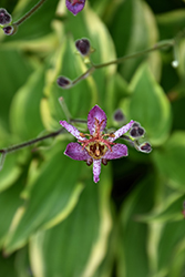 Autumn Glow Toad Lily (Tricyrtis formosana 'Autumn Glow') at Sargent's Nursery