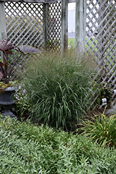 Prairie Winds Apache Rose Switch Grass (Panicum virgatum 'Apache Rose') at Sargent's Nursery