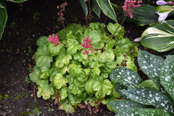 Timeless Glow Coral Bells (Heuchera 'Timeless Glow') at Sargent's Nursery