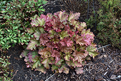 Peachberry Ice Coral Bells (Heuchera 'Peachberry Ice') at Sargent's Nursery