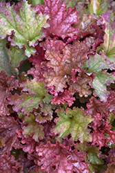 Peachberry Ice Coral Bells (Heuchera 'Peachberry Ice') at Sargent's Nursery