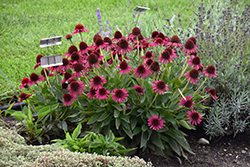 Delicious Candy Coneflower (Echinacea 'Delicious Candy') at Sargent's Nursery