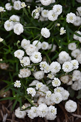 Peter Cottontail Yarrow (Achillea ptarmica 'Peter Cottontail') at Sargent's Nursery