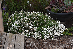 Peter Cottontail Yarrow (Achillea ptarmica 'Peter Cottontail') at Sargent's Nursery