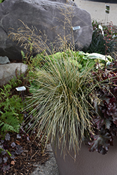 Northern Lights Tufted Hair Grass (Deschampsia cespitosa 'Northern Lights') at Sargent's Nursery