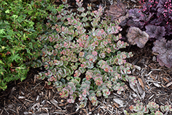 October Daphne (Sedum sieboldii) at Sargent's Nursery