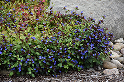 Plumbago (Ceratostigma plumbaginoides) at Sargent's Nursery