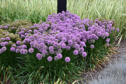 Millenium Ornamental Onion (Allium 'Millenium') at Sargent's Nursery