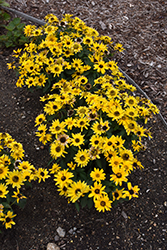 Tuscan Gold False Sunflower (Heliopsis helianthoides 'Inhelsodor') at Sargent's Nursery